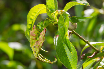 Detail of peach leaves with leaf curl, Taphrina deformans, disease. Leaf disease outbreak contact...