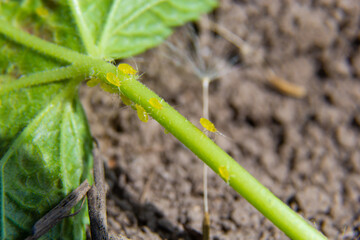 Branch of fruit tree with wrinkled leaves affected by black aphid. Cherry aphids, black fly on cherry tree, severe damage from garden pests