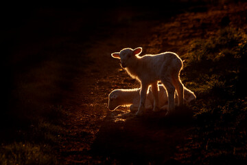 silhouette of lambs in backlight