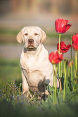 Cute light yellow labrador retriever puppy dog sitting in green grass near blooming red tulips flowers in sunny morning