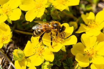bee collects nectar from Potentilla arenaria, Tormentilla erecta, Potentilla laeta, Potentilla...