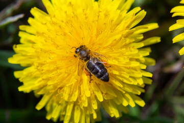 Close up of little caucasian fluffy wild bee in yellow dandelion flower on meadow
