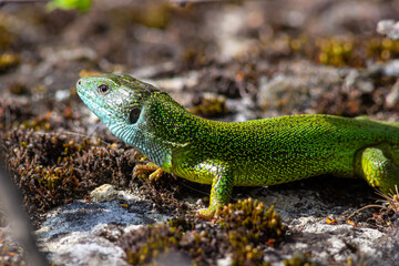 Lacerta viridis, Green and blue lizard with ticks, macro photo of a lizard, European green lizard