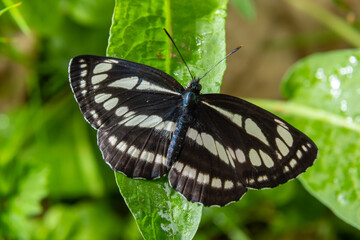 A day butterfly from the family nymphalidae, Neptis sappho. The butterfly is very trusting, is not afraid of a person, sits on his hands, on his face
