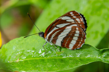 A day butterfly from the family nymphalidae, Neptis sappho. The butterfly is very trusting, is not afraid of a person, sits on his hands, on his face