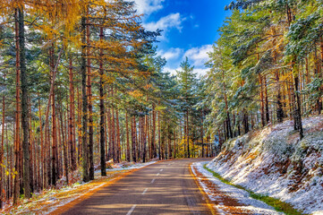 Forest landscape during cold winter day.