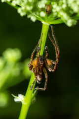 Close up macro shot of a brown forest spider on a flower stalk. Summer sunny day