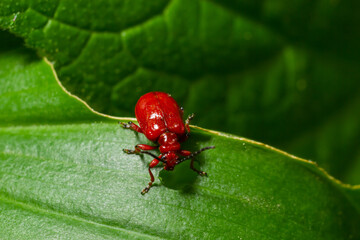 The scarlet lily beetle, red lily beetle or lily leaf beetle, Lilioceris merdigera, close up, macro photography