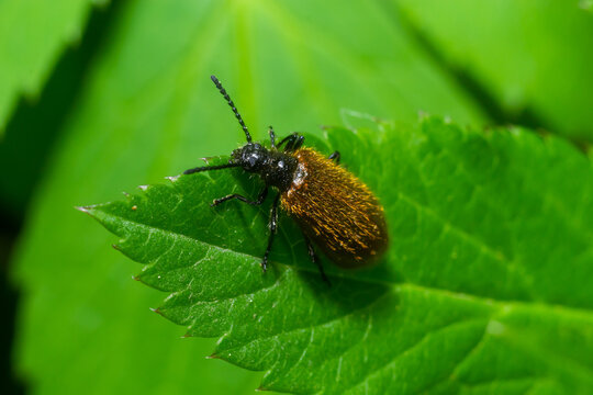 Lagria hirta beetle. A hairy beetle in the family Tenebrionidae, said to feed on Asteraceae and Apiaceae plants