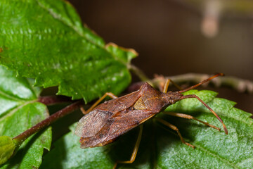 Squash bug Coreus marginatus. Dock bug Coreus marginatus on a green leaf of grass