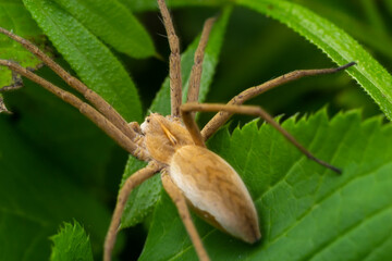 Adult Male Running Crab Spider of the Family Philodromidae