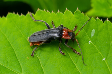 Beetle cantharis fusca sits on a leaf of grass in early summer