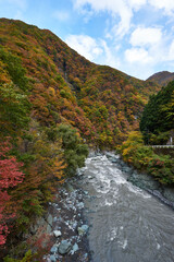 山梨県南巨摩郡　南アルプス街道　早川の紅葉
