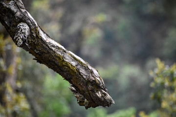 tree trunk with moss