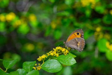 butterfly feeding on yellow flower, Maniola telmessia
