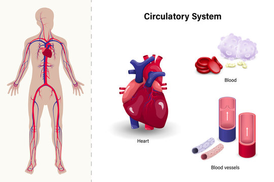 Human circulatory system. Heart, Blood and Blood vessels.