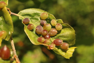 Mikiola fagi, galls of insect pest on beech leaves