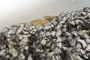 group of oysters perched on a rock.