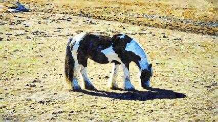 A black and white piebald pony grazes quietly in the fields