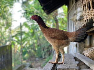 Brown hen standing on the wood