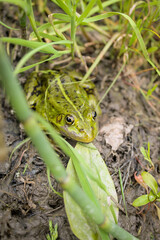frog on the grass