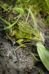 frog in the grass