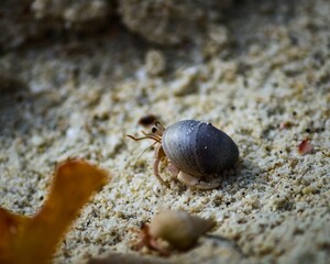 A small Hermit crab on the beach.