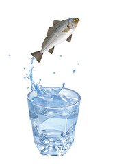 ombrien, poisson, sauter, évasion, pêche, eau, en verre, boire, liquide, froid, verser, isolé, blanc, clapoter, éclaboussure, bouillonner, boisson, bleu, abattre, clair, frais, glace, sain, propre, tr