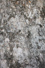 Platan bark 1
