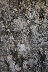 Platan bark 1