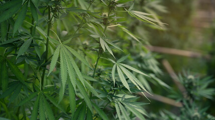 Close up marijuana, cannabis plant in greenhouse ready to harvest lit by warm morning light. Agriculture and herbal medicine concept