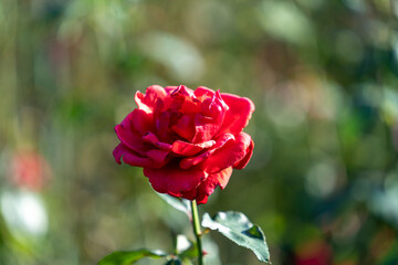 close up on red roses