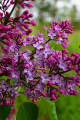 Obraz premium pink flowers