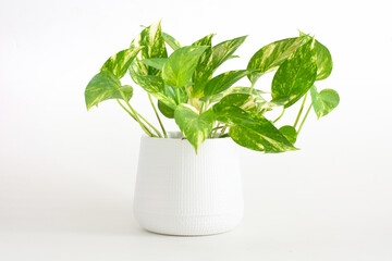 Epipremnum aureum, houseplant, golden pothos, vining plant with heart-shaped leaves plant in pot isolated on white background. DEVIL’S IVY purify the air inside the house.