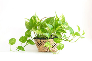 Epipremnum aureum on bamboo basket, houseplant, golden pothos, vining plant with heart-shaped leaves plant isolated on white background. DEVIL&rsquo;S IVY purify air.