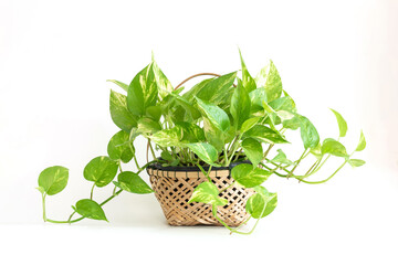 Epipremnum aureum on bamboo basket, houseplant, golden pothos, vining plant with heart-shaped leaves plant isolated on white background. DEVIL’S IVY purify air.