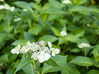 紫陽花とカタツムリ