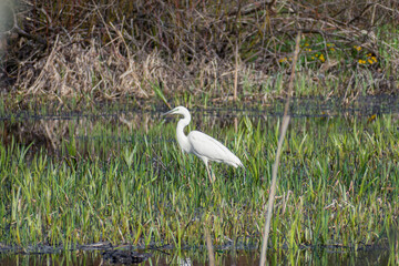 Little egret bird or Egretta garzetta, aquatic bird white bird with a slender black beak, long black legs and, in the western race, yellow feet