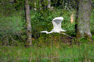 Little egret bird or Egretta garzetta, aquatic bird white bird with a slender black beak, long black legs and, in the western race, yellow feet