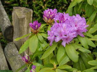 Arnis, die kleinste Stadt in Deutschland