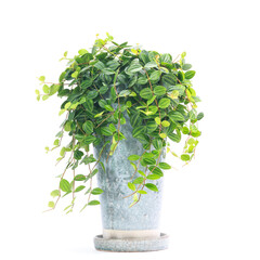観葉植物、ペペロミア・アングラータの鉢植え【白背景】