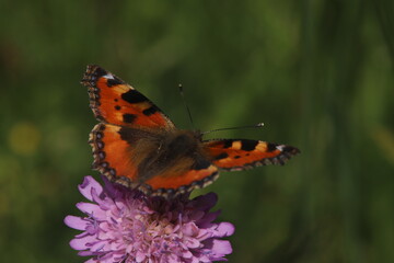 Petite tortue papillon