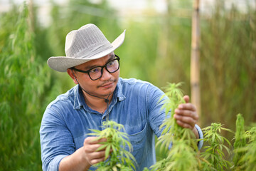 Agronomist examining hemp plant in the field. Agriculture and herbal medicine concept