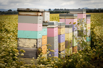 Bee Hives
