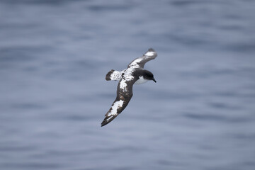 Slow pan of Cape petrel over water