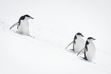 Three chinstrap penguins sliding down snowy slope © Nick Dale