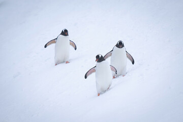 Three gentoo penguins waddle down snowy slope
