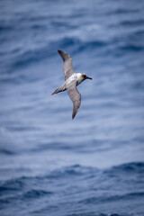 Southern giant petrel glides over blue sea