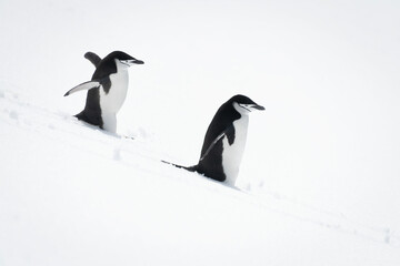 Two chinstrap penguins trudging down snowy hillside