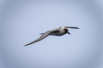 Southern giant petrel gliding in blue sky